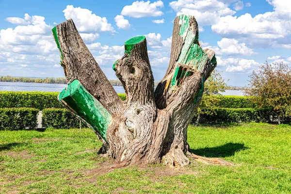 Large Stump Old Tree Big Trunk Summer Park — Stock Photo, Image