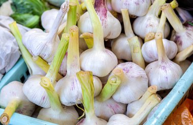 Taze toplanmış sarımsak soğanları yakın plan. Beslenme vejetaryeni