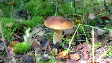 Yeşil yosun ve dökülen yapraklar içinde kahverengi başlıklı orman yenilebilir mantar. Boletus edulis