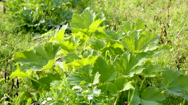 野菜の庭で風に揺れる大きな緑のズッキーニの葉 — ストック動画