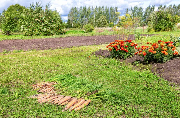 Paisaje Rural Con Flores Zanahorias Secas Sobre Hierba Día Soleado — Foto de Stock