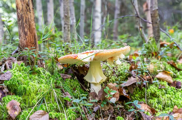 Röd Flugsvamp Sommarskogen Den Giftiga Amanita Svampen — Stockfoto