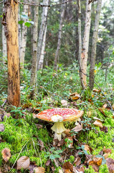 Red Fly Agaric Mushroom Summer Forest Toxic Amanita Mushroom — Stock Photo, Image