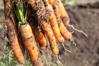 Taze toplanmış havuçlar yakın çekim. Beslenme vejetaryeni. Sonbaharda hasat