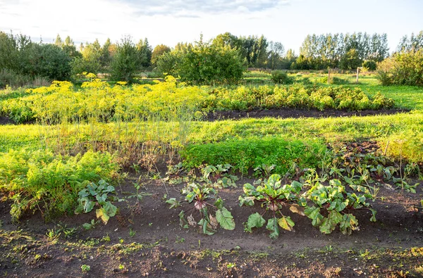 Rödbetor Morötter Och Andra Grönsaker Växer Grönsaksträdgården Näringsvegetarian Skörd Vid — Stockfoto