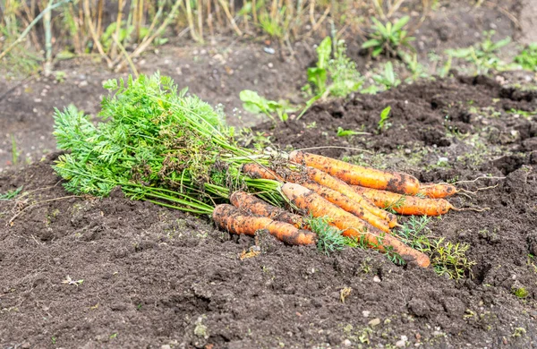 Nyskördade Morötter Ekologisk Grönsaksträdgård Näringsvegetarian Skörd Vid Fall — Stockfoto