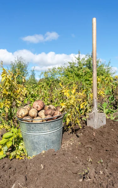 Nyskördad Ekologisk Potatis Metallhink Vid Grönsaksträdgården Potatisskörd Fältet Näringsvegetarian Skörd — Stockfoto