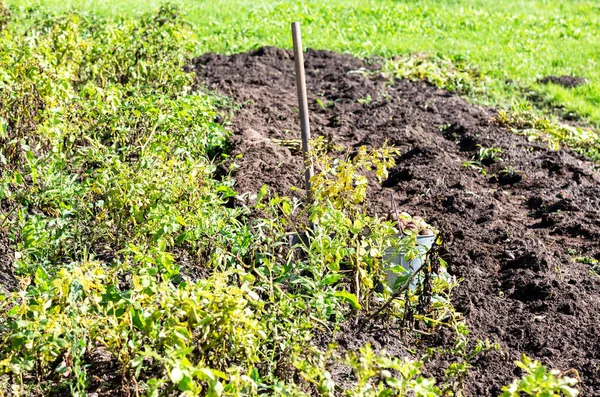 Nyskördad Ekologisk Potatis Metallhink Vid Grönsaksträdgården Potatisskörd Fältet Näringsvegetarian Skörd — Stockfoto