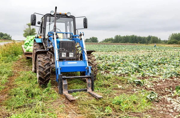 Novgorod Rússia Julho 2021 Trator Repolho Agrícola Belarus Trabalhando Colheita — Fotografia de Stock