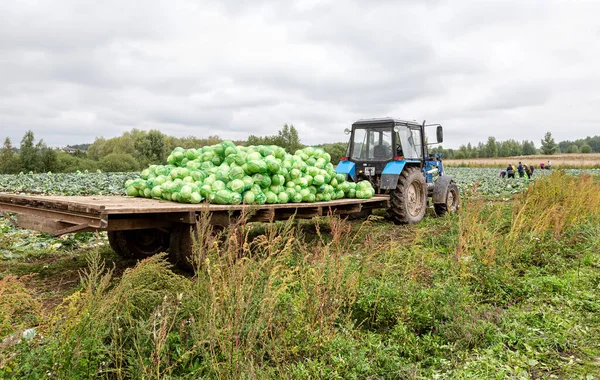 Novgorod Ryssland Augusti 2021 Jordbruksvagn Traktor Vitryssland Arbetar Kål Skörd — Stockfoto