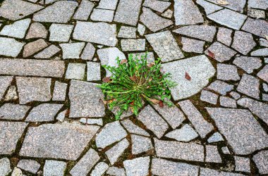 Kırık seramik fayansların kaldırımında büyüyen yeşil karahindiba