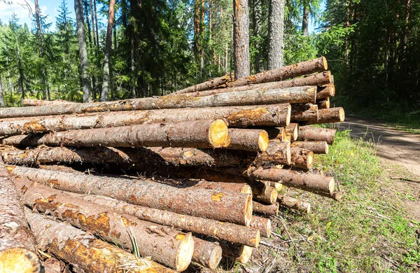 Forrest Industry Stohované Dřevo Lese Slunečného Dne Odlesňování Provedené Člověkem — Stock fotografie