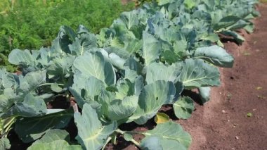Tarlada yetişen yeşil lahana