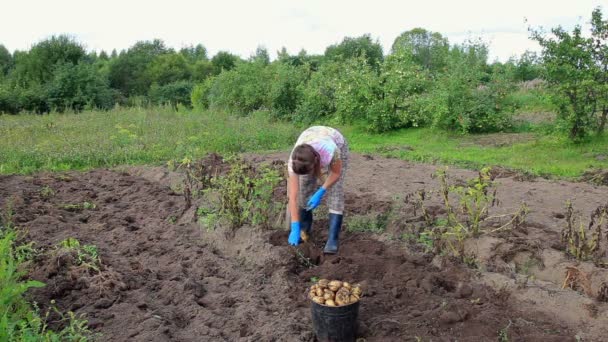 Jeune femme récolte des pommes de terre sur le terrain — Video