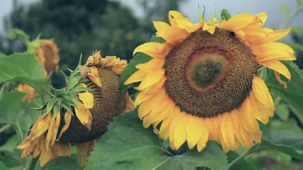 Schöne gelbe Sonnenblumen — Stockvideo