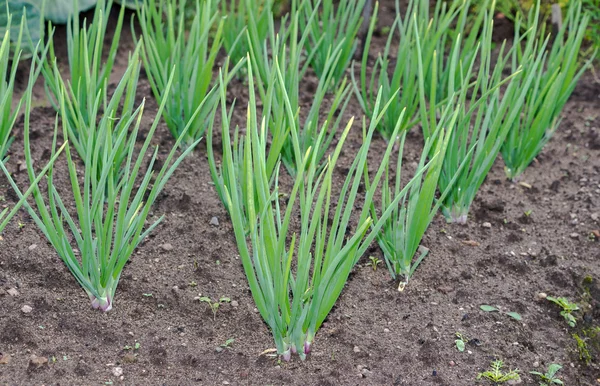 Zbliżenie plantacji cebuli w ogrodzie warzywnym — Zdjęcie stockowe