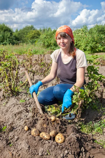 Ung kvinna som skördar potatis på fältet — Stockfoto