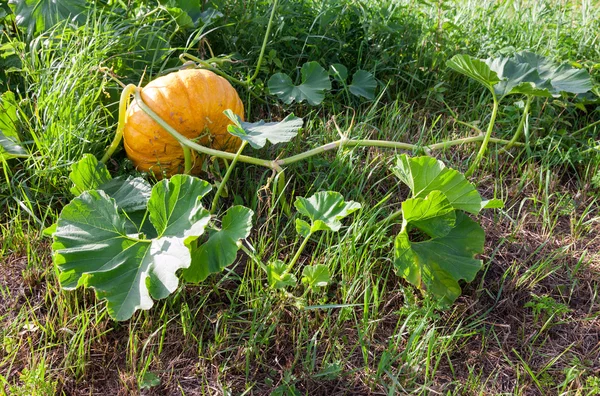 Orange pumpkin growing on the vegetable patch — Stock Photo, Image