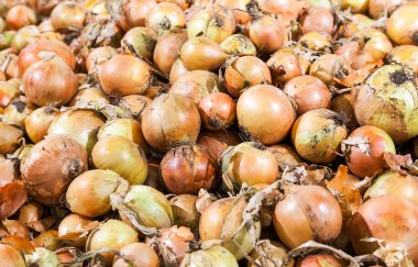 taze soğan. arka plan olarak olgunlaşmış soğan.