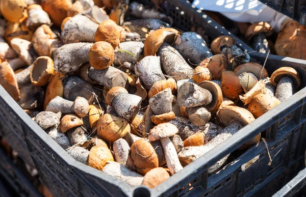 Raw edible mushrooms ready for sale at the local market — Stock Photo, Image