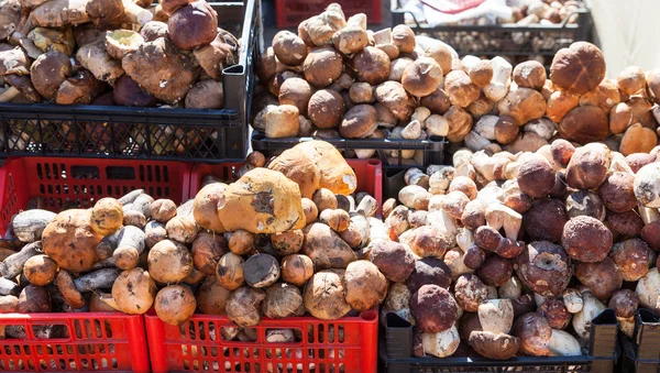 Сырые съедобные грибы готовы к продаже на местном рынке — стоковое фото