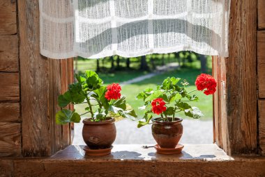 Geranium flowers on the window of rural wooden house on a sunny  clipart