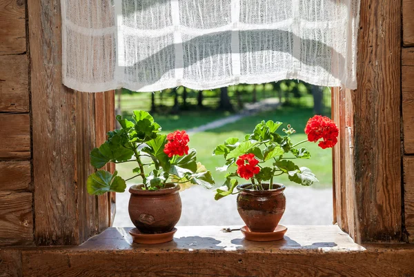 Geranium flowers on the window of rural wooden house on a sunny — Stock Photo, Image