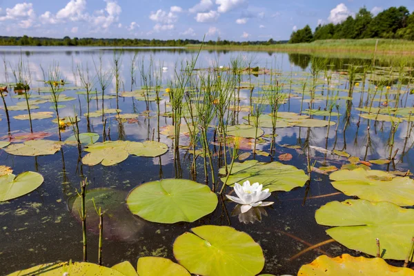 Летний пейзаж с водяными лилиями в солнечный день — стоковое фото