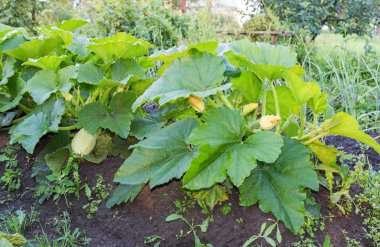 Bahçesinde büyüyen yeşil yaprakları ile büyük sarı kabak
