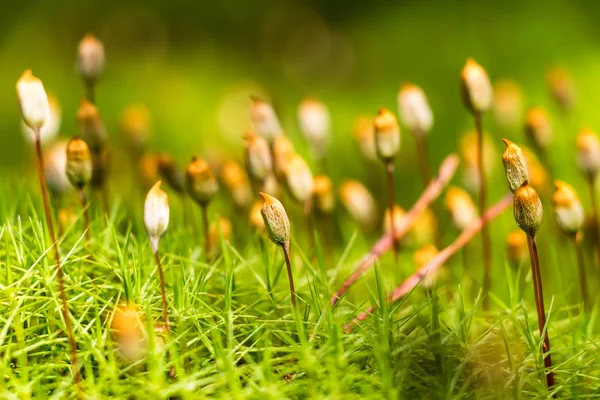 Detail von kleinen Moospflanzen im Wald — Stockfoto