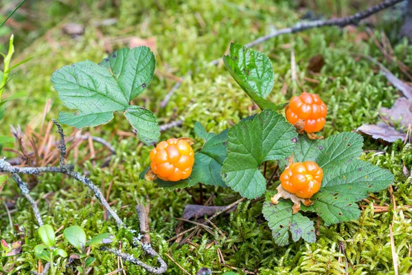 Hjortron närbild på sommaren. vilda frukt — Stockfoto