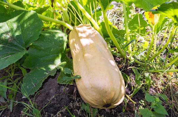 Big yellow courgette in the vegetable garden — Stock Photo, Image