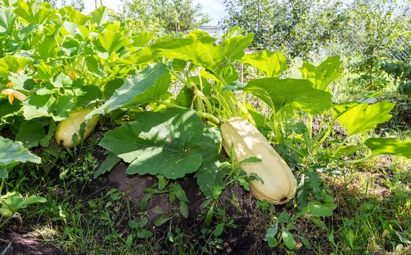 Planta de calabacín (Cucurbite pepo) con frutas amarillas en la garde — Foto de Stock