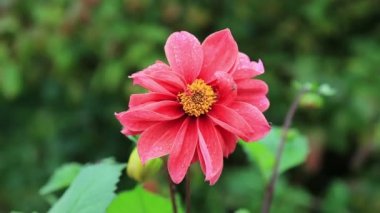 Rüzgarda sallanan güzel kırmızı çiçek