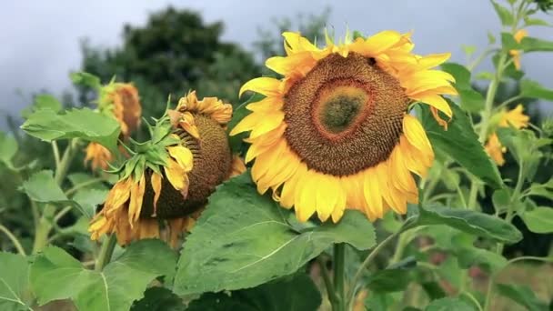 Mooie gele zonnebloemen — Stockvideo