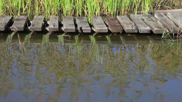 Hierba costera reflejada en lago de agua — Vídeos de Stock