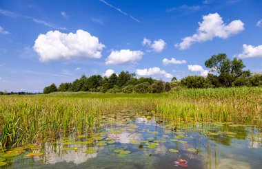 Güneşli bir günde nilüferler, yaz yatay