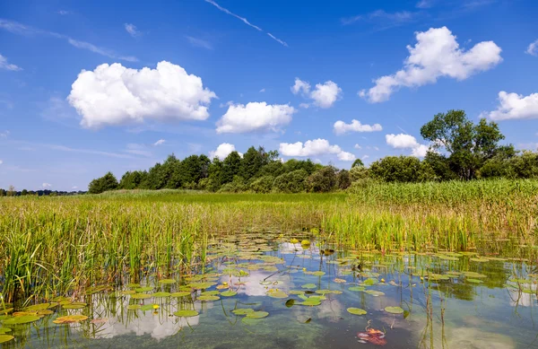 Sommar landskap med näckrosor en solig dag — Stockfoto