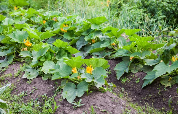 Zucchini med stora gröna blad som växer i köksträdgården — Stockfoto