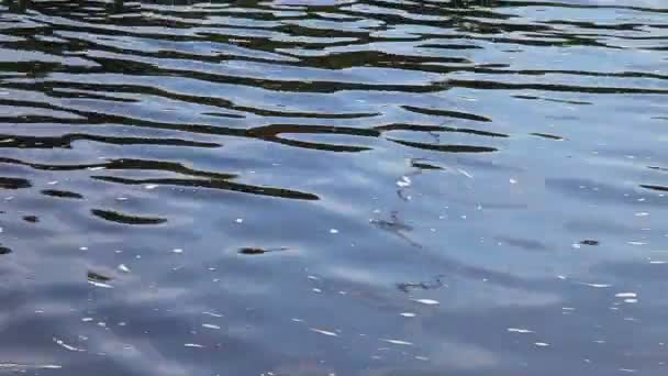 Ondas de agua como fondo — Vídeos de Stock