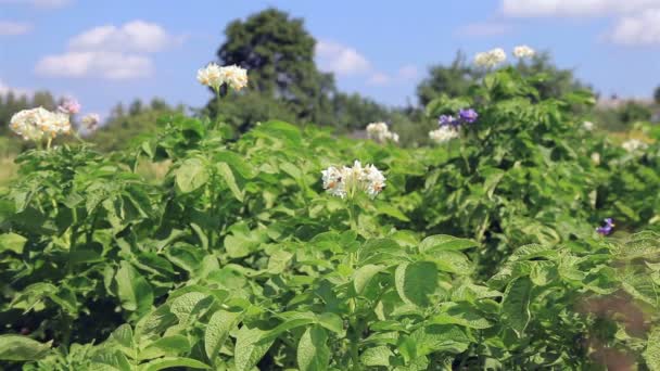 Aardappel bloem op het veld — Stockvideo
