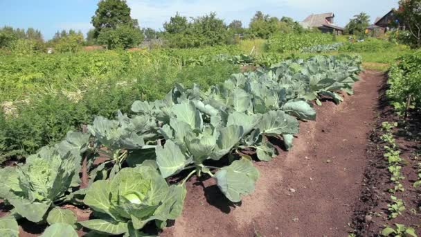 Cabbage growing in the vegetable garden — Stock Video