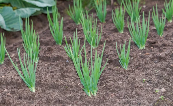 Zwiebelplantage im Gemüsegarten auf dem Land — Stockfoto