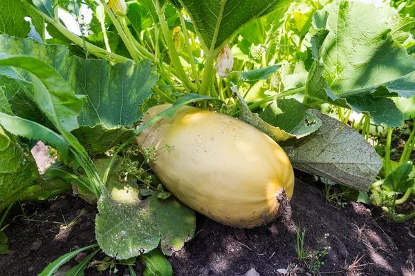 Large yellow zucchini with green leaves growing in the garden of — Stock Photo, Image