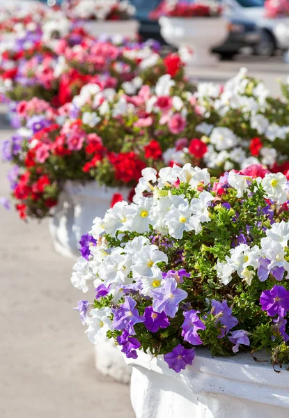 Декоративные цветы в горшках на городской улице — стоковое фото