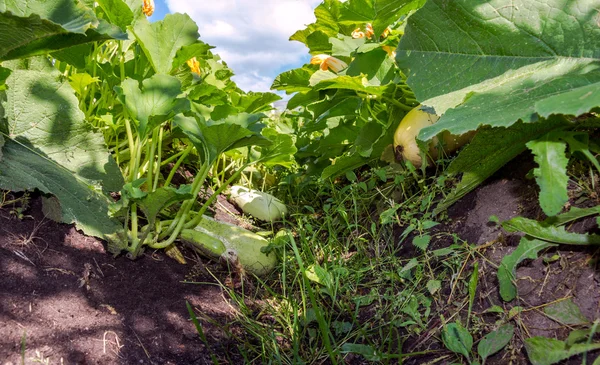 Grönsaker som växer i trädgården i sommardag — Stockfoto