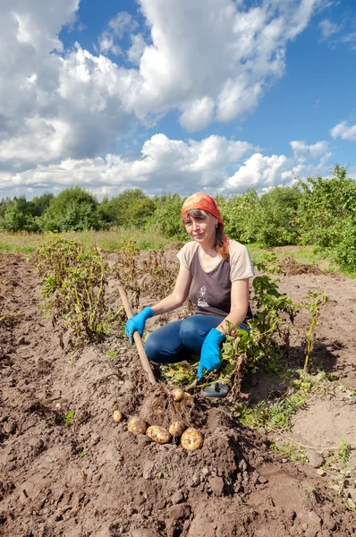 Ung kvinna skörd potatis på fältet under solig dag — Stockfoto