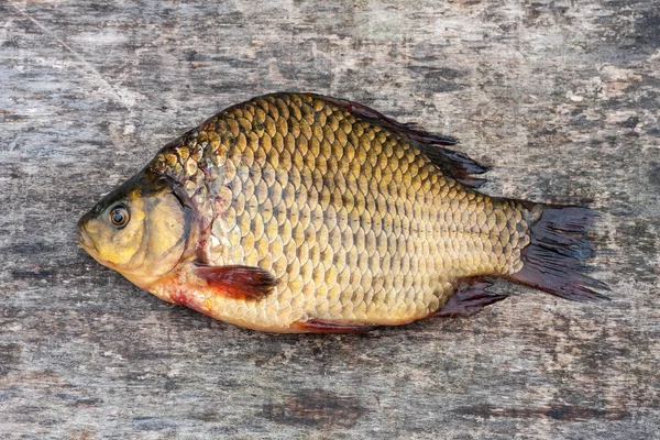 Carpa de peixe de água doce viva em uma tábua de madeira — Fotografia de Stock