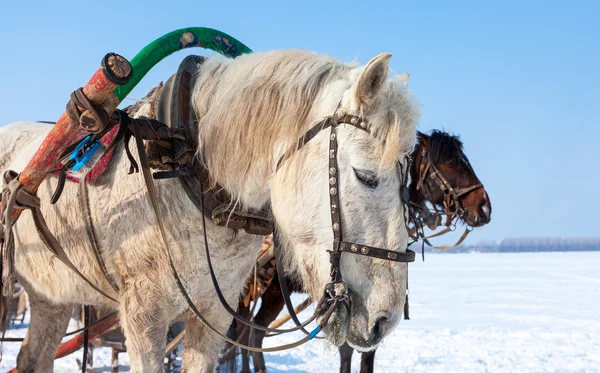 Testa di cavallo bianco con briglia e imbracatura. Foto scattata in vittoria — Foto Stock