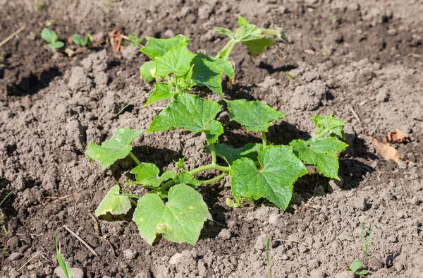 Small cucumber plants growing in the ground — Stock Photo, Image